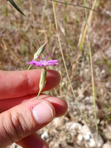 Dianthus strictus, photograph 2