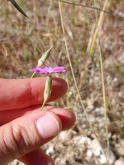 (c) yelena_antipova, some rights reserved (CC BY) Dianthus strictus, photograph (c) yelena_antipova, some rights reserved (CC BY)