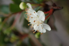 Pyracantha koidzumii