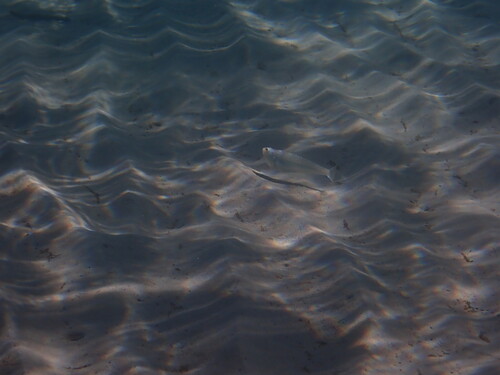 Lesser Weever