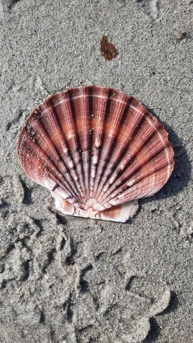 Pecten maximus