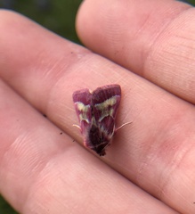 Schinia pulchripennis