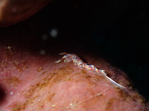 Caloria indica
