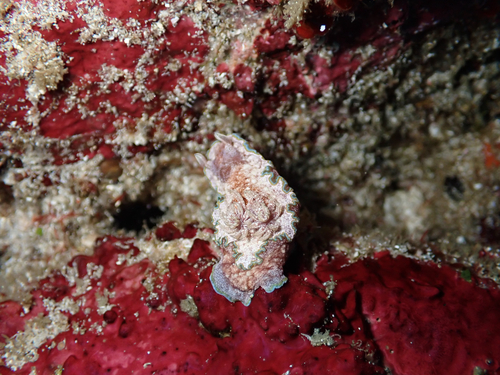 Glossodoris acosti