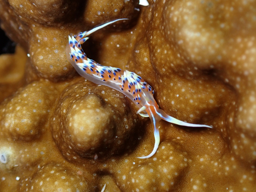 Caloria indica