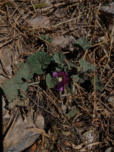 Alcea acaulis (Alcea acaulis)