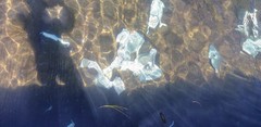 Argyrosomus japonicus