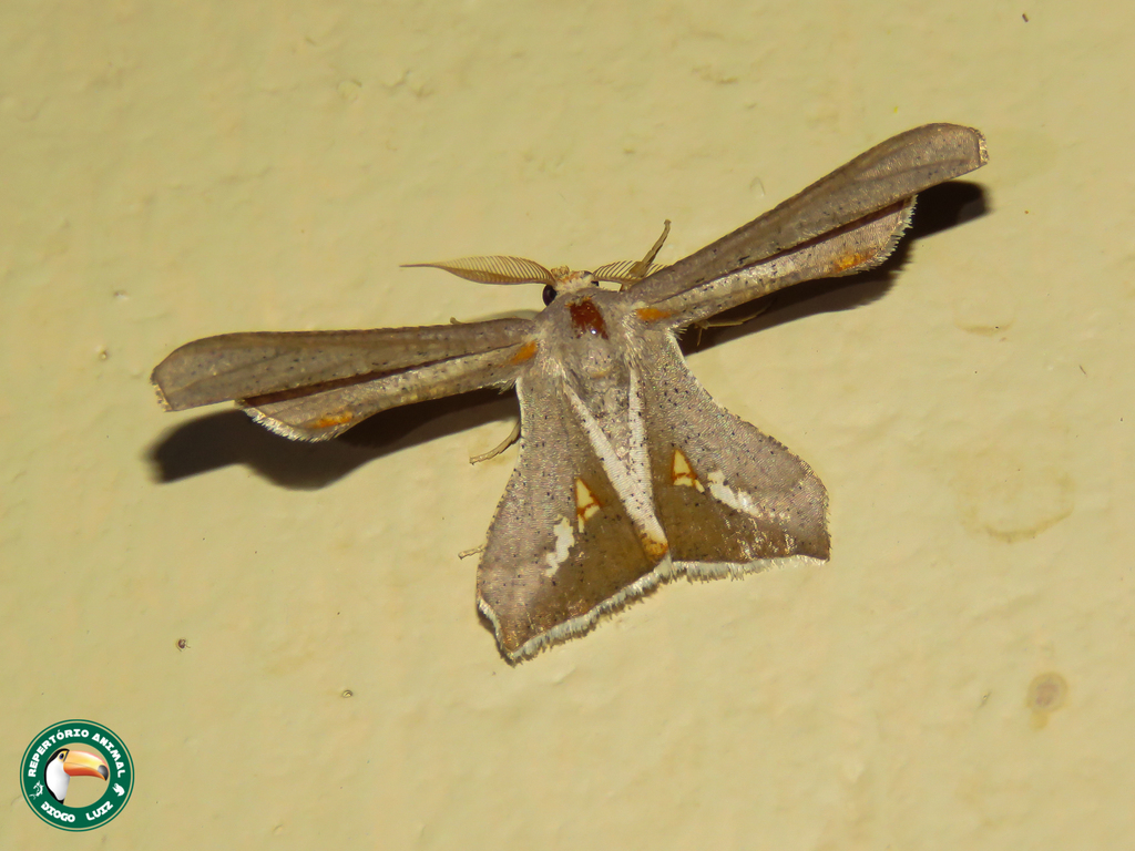 Coenina aurivena