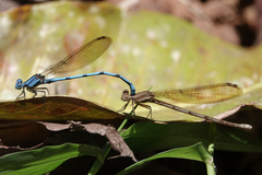 Argia fissa