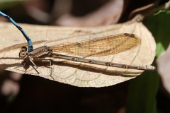 Argia fissa