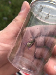 Schinia pulchripennis