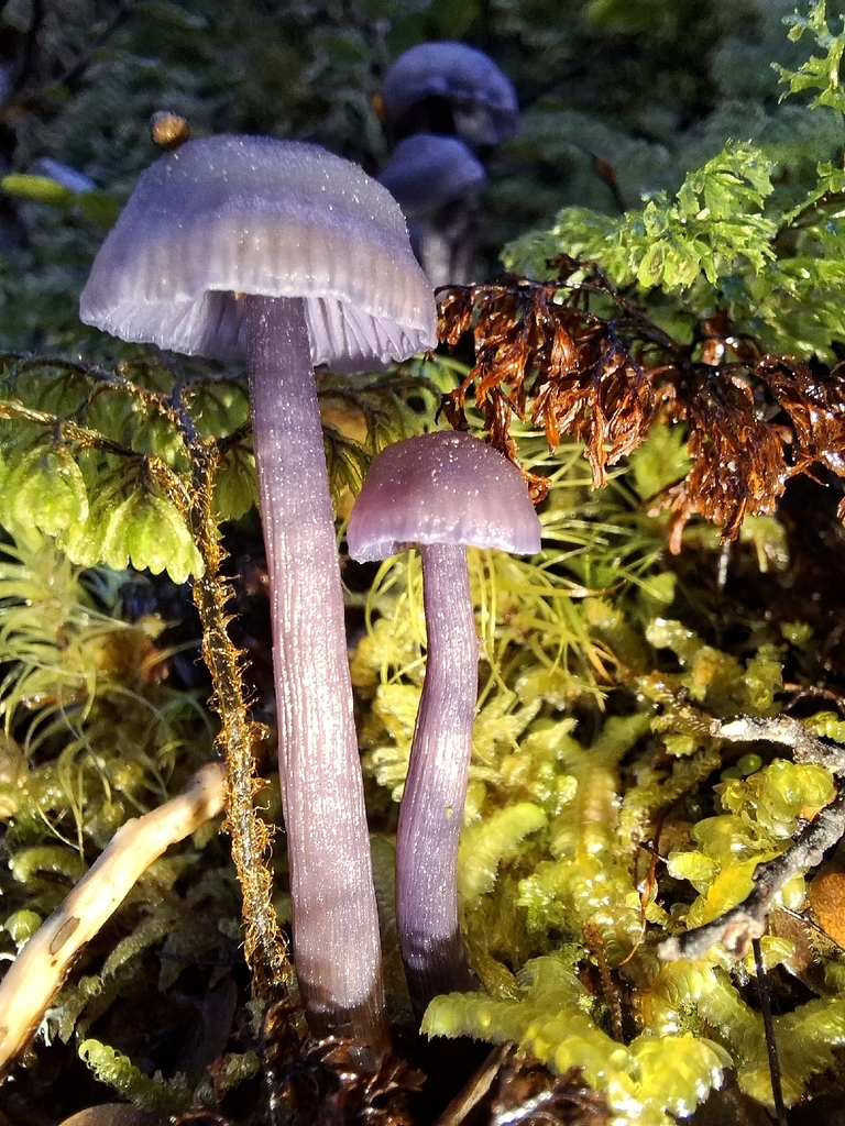 Laccaria masoniae · May 2026 · photo: © tassietravelsblog (iNaturalist, cc0)