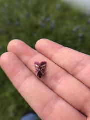 Schinia pulchripennis