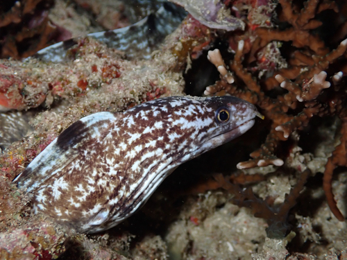 Gymnothorax enigmaticus