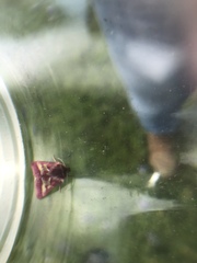 Schinia pulchripennis