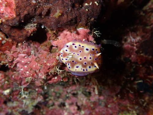 Goniobranchus kuniei