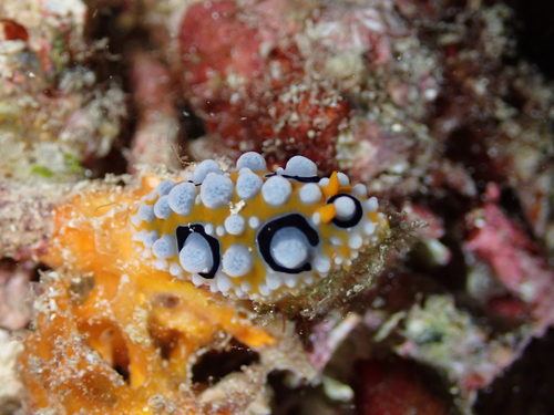 Phyllidia ocellata