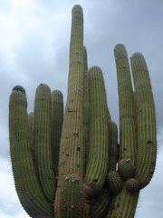 Trichocereus terscheckii