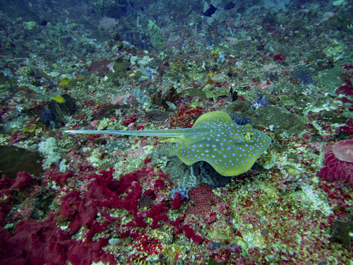 Taeniura lymma