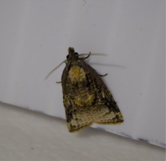 Platynota flavedana