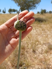 Allium carinatum (Allium truncatum)
