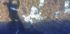 Argyrosomus japonicus
