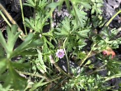 Geranium dissectum