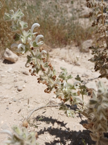 Salvia dominica