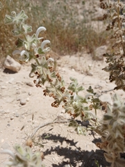 Salvia dominica