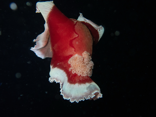 Hexabranchus lacer