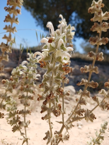 Salvia dominica, photograph 2