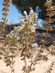 (c) yelena_antipova, some rights reserved (CC BY) Salvia dominica, photograph (c) yelena_antipova, some rights reserved (CC BY)