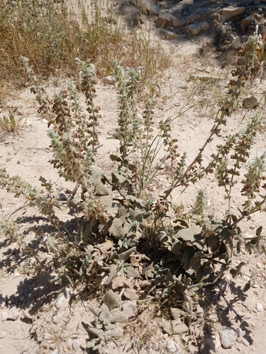 Salvia dominica, photograph 3