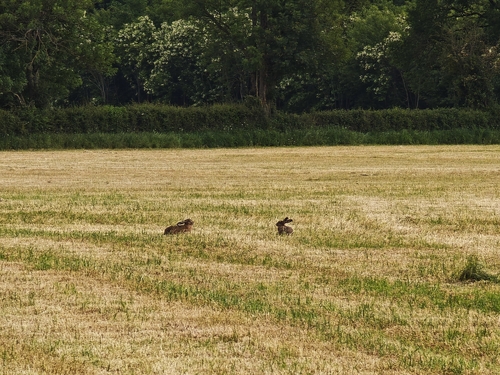 Brown Hare