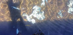 Argyrosomus japonicus