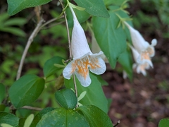 Diabelia spathulata