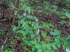 Diabelia spathulata, photograph plant 0302, CC BY, iNaturalist via GBIF