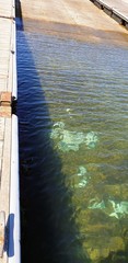 Argyrosomus japonicus