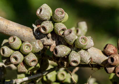 Eucalyptus obliqua