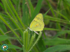 Colotis calais calais
