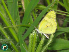 Colotis calais calais