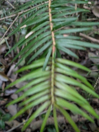 Abies firma