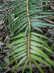 Abies firma, photograph (c) plant 0302, some rights reserved (CC BY)
