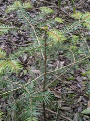 Abies firma, photograph (c) plant 0302, some rights reserved (CC BY)