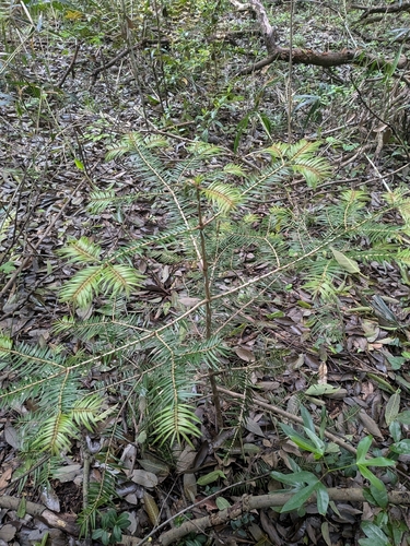 Abies firma, photograph 3