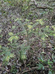 Abies firma, photograph (c) plant 0302, some rights reserved (CC BY)