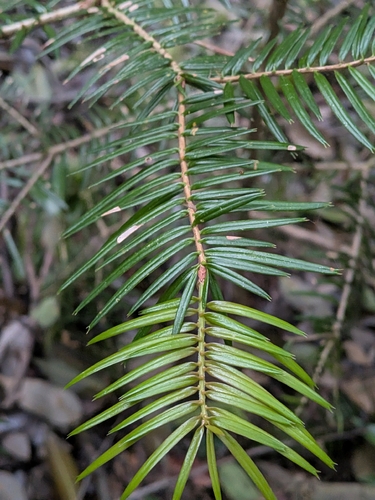 Abies firma, photograph 4