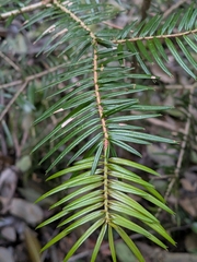Abies firma, photograph (c) plant 0302, some rights reserved (CC BY)