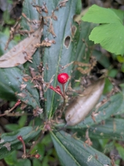 Ardisia crispa