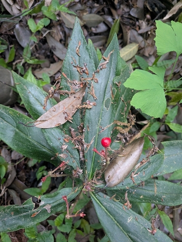Ardisia crispa, photograph 2